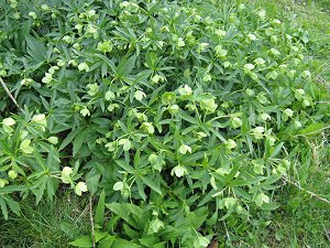 Helleborus viridis