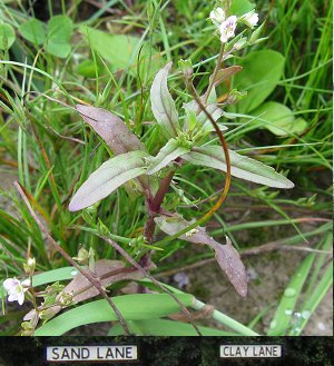 Veronica catenata