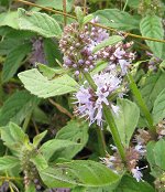 Corn Mint