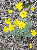 Corn Marigold