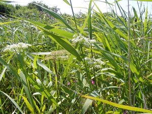 Sium latifolium at Hollym