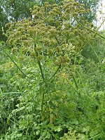 Hemlock Water-dropwort