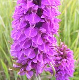 Marsh orchid