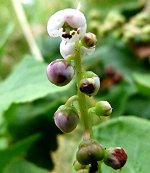 Pyrola minor