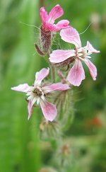 Silene gallica