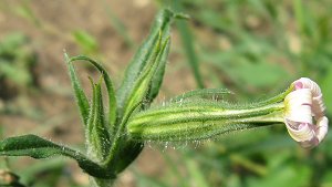 Catchfly