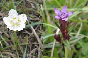 Speeton plants