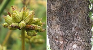 Oenanthe and Black Poplar