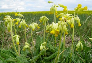 Cowslips near Wansford