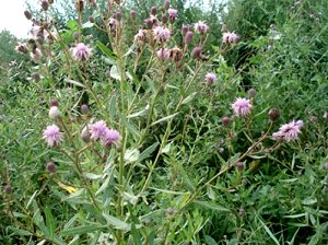 Bristly Thistle