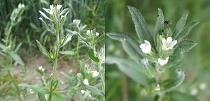 Corn Gromwell