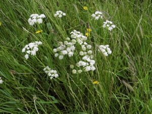 Oenanthe silaifolia