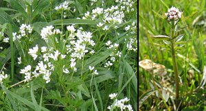 Cardamine and Valeriana