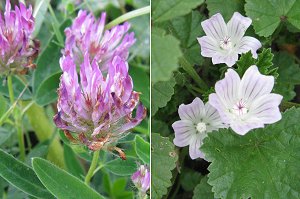 Zig-zag Clover, Mallow