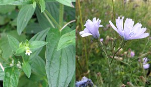 Common Gromwell and Blue-sow-thistle