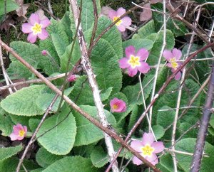 Pink primroses