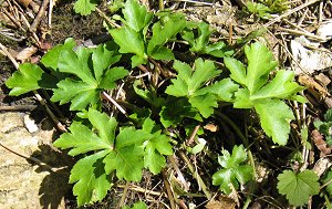 Sanicle leaves