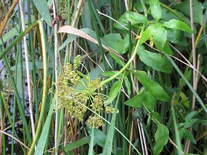 Greater Water-parsnip