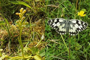 Frog Orchid and Marbled white