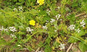 Fumaria parviflora