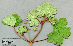 Geranium rotundifolium