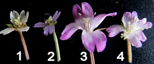 Epilobium flowers