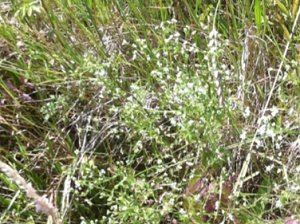 Stone Parsley