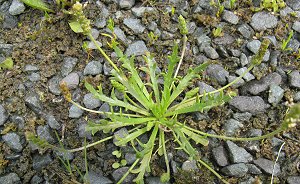 Buck's-horn Plantain