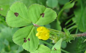 Spotted Medick