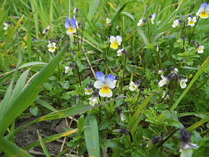 Viola hybrids