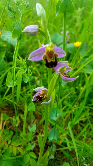 Bee Orchid and Yellow-wort