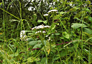 Tall Yarrow