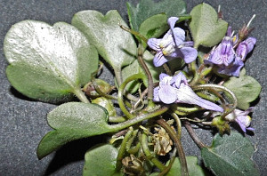 Italian Toadflax