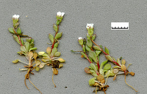 Scan of Saxifrage