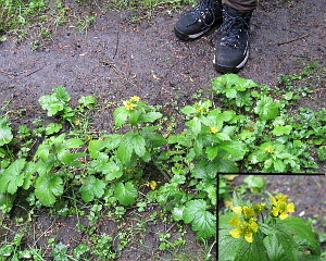 Geum