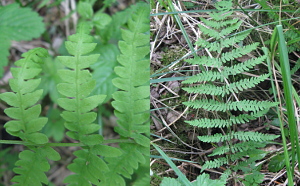 Marsh Fern