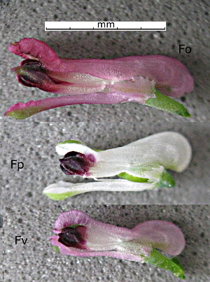 Few-flowered Fumitory