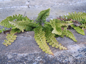 Sea Spleenwort