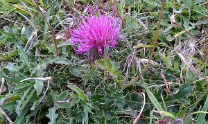 Dwarf Thistle