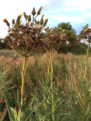 Marsh Sowthistle