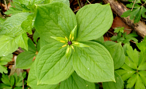 Herb Paris flower