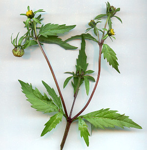 Trifid Bur-marigold