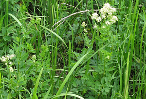 Thalictrum flavum