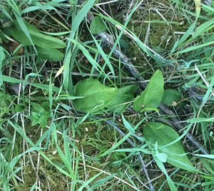 Adder's-tongue