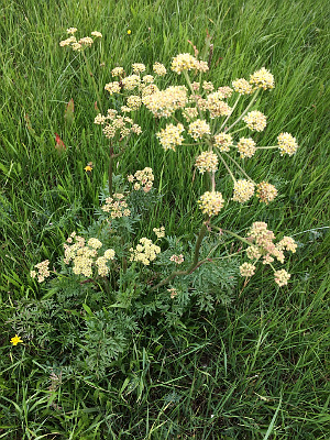 Thalictrum flavum