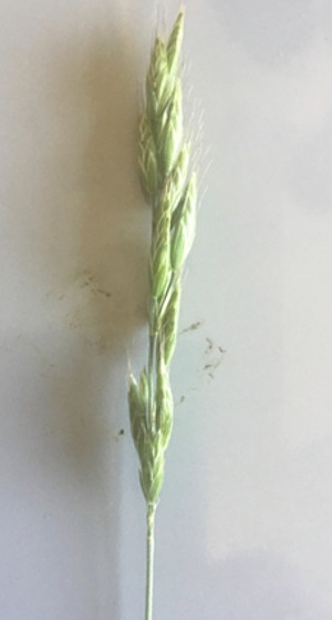 Image of grass inflorescence