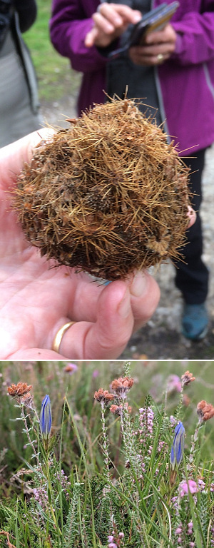 Pirri-pirri-bur and Marsh Gentian