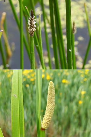 Common Spike-rush and Sweet Flag