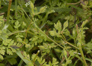 Bur Chervil