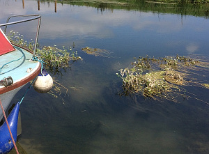 Floating Water Dropwort